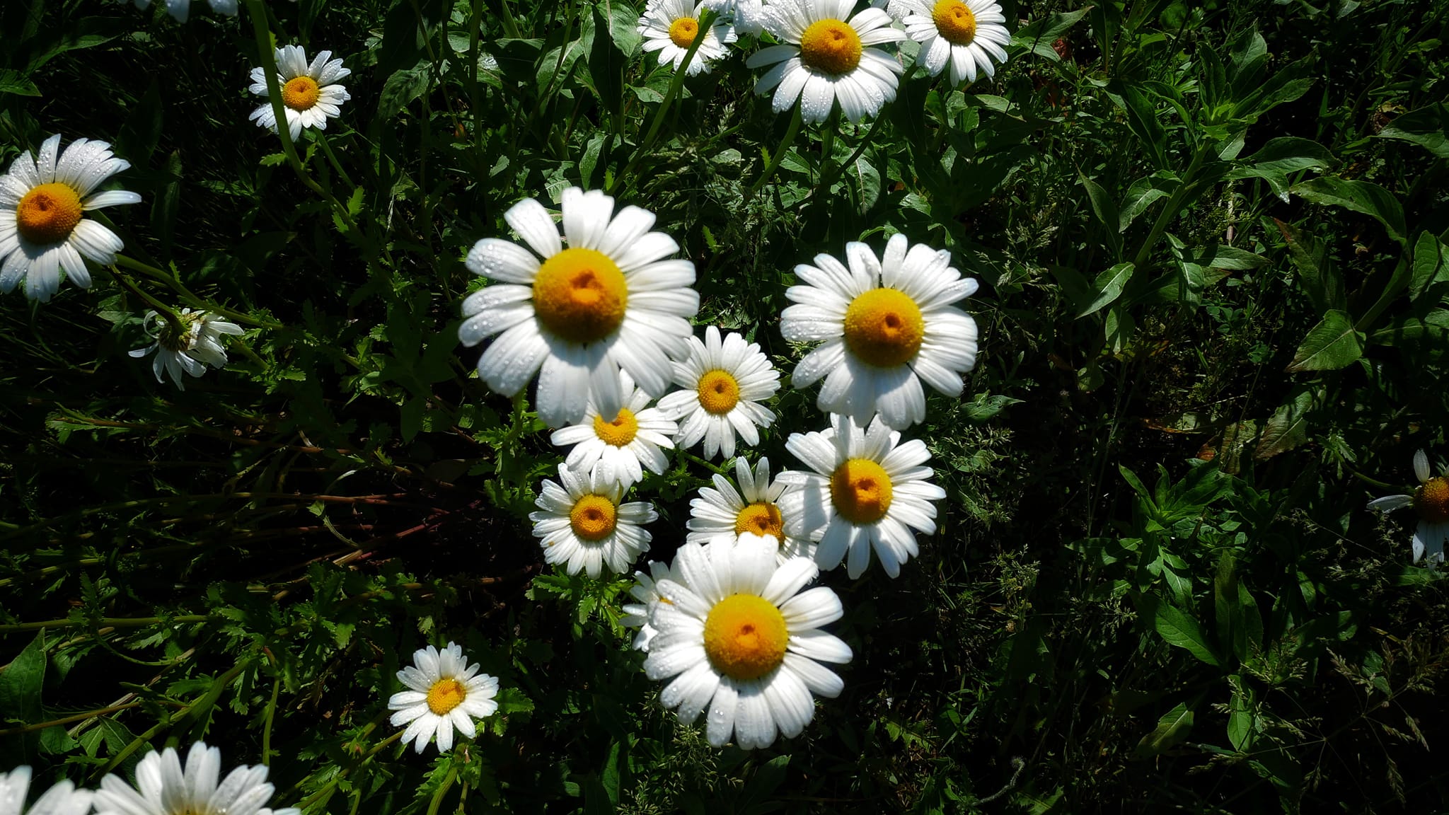 Daisy Flowers